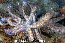gangga north sulawesi,nudi,nikon d2x,60mm macro by Puddu Massimo 